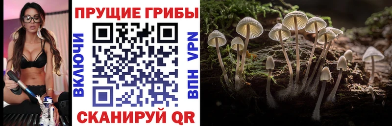 даркнет официальный сайт  Среднеколымск  Псилоцибиновые грибы GOLDEN TEACHER  купить наркоту 